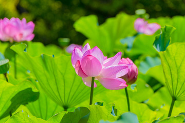 Obraz premium Lotus Flower.The back is the lotus leaf and lotus flower and trees.Shooting location is Yokohama, Kanagawa Prefecture Japan.