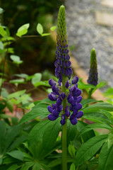 咲き始めの花壇のルピナス