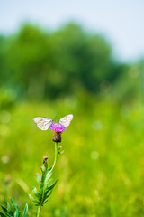 A butterfly on a wildflower