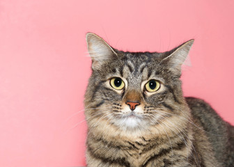 Close up portrait of an adorable brown and tan tabby cat, looking directly at viewer. Pink background with copy space.