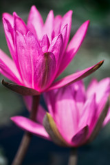 Two pink lotus at sunny day close-up.