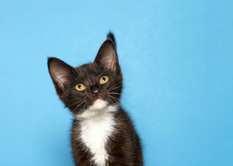 Close up portrait of an adorable tuxedo black and white kitten on blue background, looking forward slightly to viewers left with copy space.