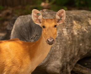 doe has been tagged to monitor population