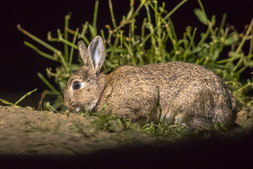 European rabbit at night
