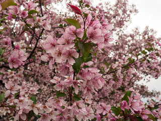 Pink flowers on blooming apple tree after rain