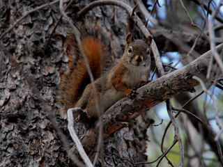 カナディアンロッキー