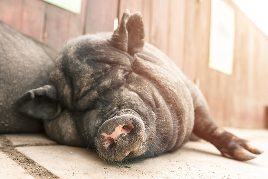 A very lazy, cute and beautiful Vietnamese pot-bellied pig took a nap on sunset. Close-up portrait