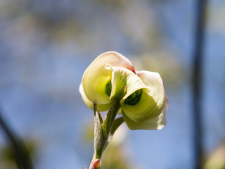 ハナミズキの蕾
