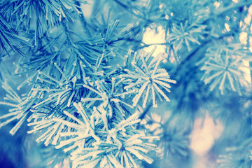 Pine branches covered with rime. Natural winter background. Winter nature. Snowy forest. Christmas...