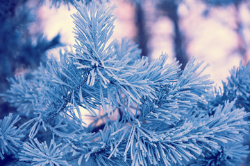 Pine branches covered with rime. Natural winter background. Winter nature. Snowy forest. Christmas background.