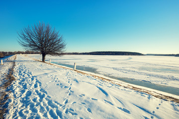 Obraz premium Single tree on a dam on a frozen lake