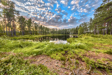 Forest lake surrounded by trees in Hokensas