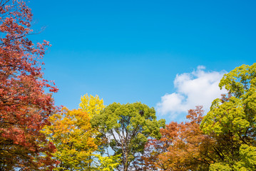 Colorful leaves tree in autumn season over blue sky