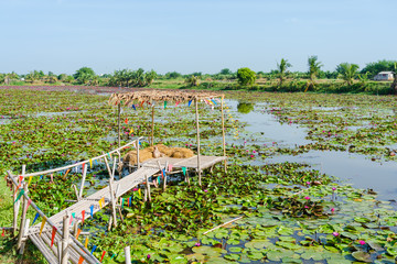 Bamboo bridge with pavilion in lotus pond.
