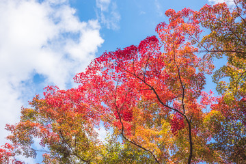 Red maple leaves over blue sky at park in sunny day.