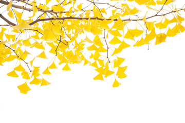 Ginkgo tree branch with yellow leaves over white background