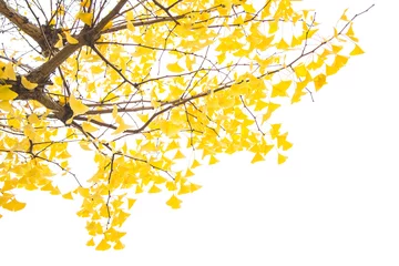 Fotobehang Bomen Ginkgo-boomtak met gele bladeren op witte achtergrond