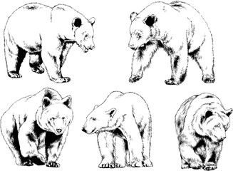 Fototapeta premium niedźwiedź narysowany tuszem z rąk logo tatuażu drapieżnika