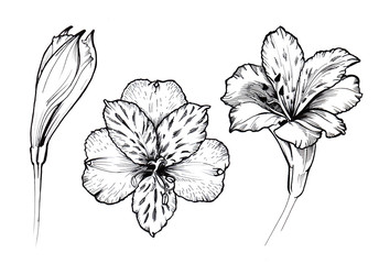 Black ink line style sketch flower. Hand painted Alstroemeria.