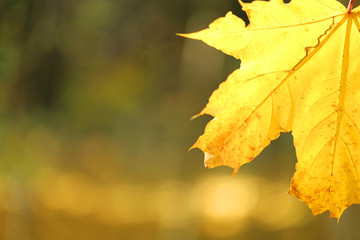 Autumn mood.yellow maple leaf  on brown blurred background. Autumn season. Autumn time