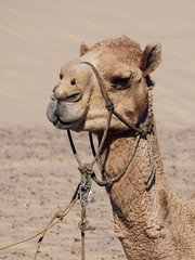 Camel