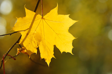 Naklejka na ściany i meble Autumn mood.yellow maple leaf close-up on brown blurred background. Autumn season. Autumn time