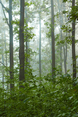 Fototapeta premium Morning in the woods. Fog morning in the woods_