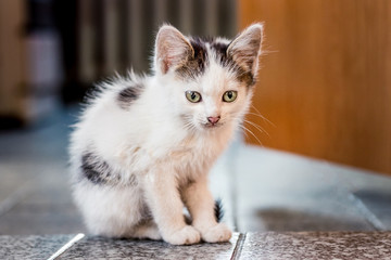 A white spotted kitty sitting on the floor in the room_