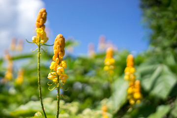 Senna alata flower, candle bush flower or christmas candles flower. Senna alata it is used as both an ornamental and medicinal plant due to its laxative, purgative and anti-fungal properties.
