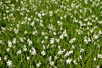 Fototapeta premium Blooming meadow of white narcissus in Slovenia