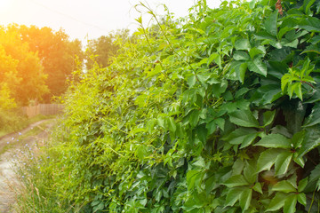 Green wall of virginia creeper