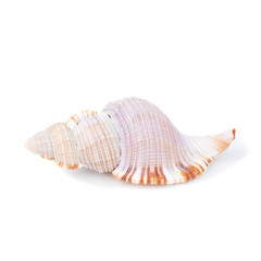 Морская раковина изолированная на белом фоне