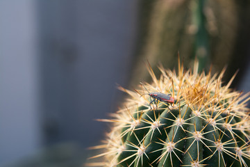 small bug on cactus