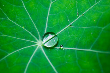 Green leaf with water drops for background. Rain drops macro