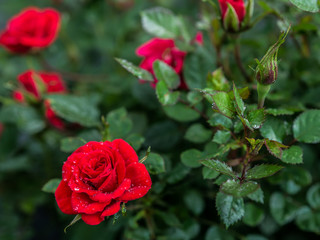 Leuchtende rote Rosen mit ein paar Wassertropfen strahlen im Sonnenlicht