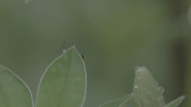 A mustachioed beetle crawls along the leaf. Drops of dew on a flower. S-log, ungraded, no color.