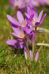 Colchicum autumnale - Autumn flower. Trailer of autumn
