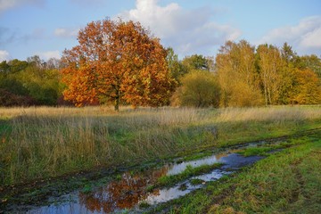 Beautiful autumn landscape - autumn great tree - golden autumn in park
