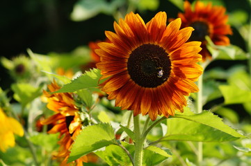 Beautiful  sunflower - Helianthus - time sunflowers