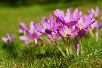 Colchicum autumnale - Autumn flower. Trailer of autumn
