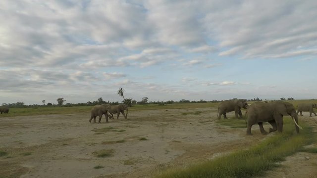 wild living elephants in kenya