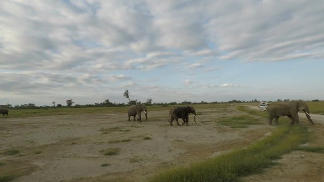 wild living elephants in kenya