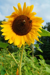 Fototapeta premium Piękny słonecznik - Helianthus - słoneczniki czasowe