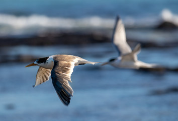 Seabirds of Australia