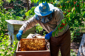 Beekeeper checking a beehive to ensure health of the bee colony or collecting honey