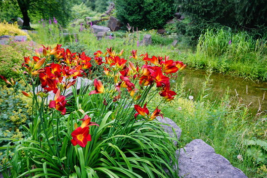 Fototapeta Flowering Day-lily flowers (Hemerocallis flower),  closeup in the sunny day. Hemerocallis fulva. The beauty of decorative flower in garden .Soft focus  