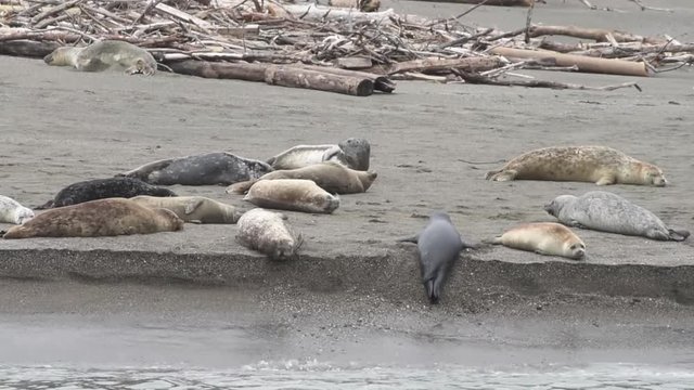 HD Video of Harbor Seals hauled out on a sandy beach in Northern CA on an over cast day. When not actively feeding, they haul to rest and are gregarious when hauled out and during the breeding season.