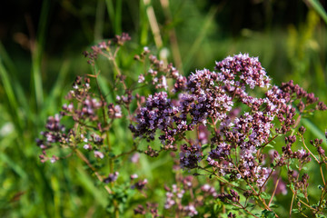 Origanum vulgare medicine herb in field. Purple flowers of origanum vulgare or common oregano.
