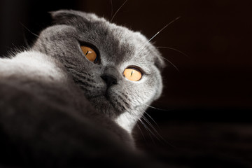 Scottish Fold