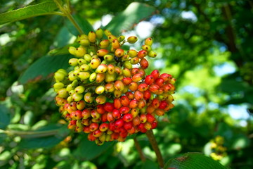 Viburnum lantana - Guelder Rose berries
